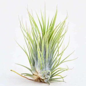 Tillandsia ionantha Guatemala (Medium)